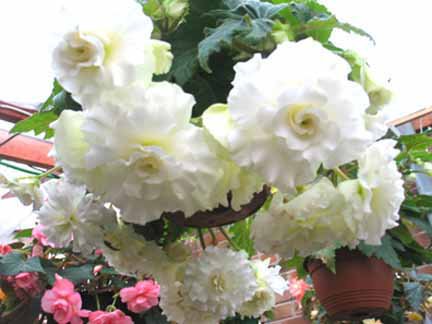B. ‘Summer Snow’